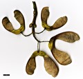SpeciesSub: subsp. trautvetteri